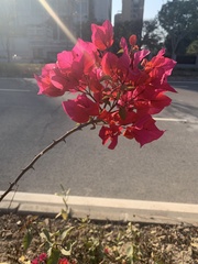 Bougainvillea