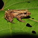 Craugastor pygmaeus - Photo (c) jesus_ortega_esquinca,  זכויות יוצרים חלקיות (CC BY-NC)