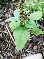 Amaranthus viridis