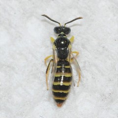 Perdita bradleyi