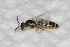 Perdita bradleyi