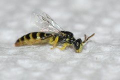 Perdita bradleyi