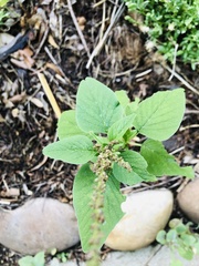 Amaranthus viridis