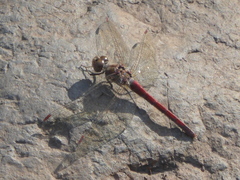 Sympetrum nigrifemur