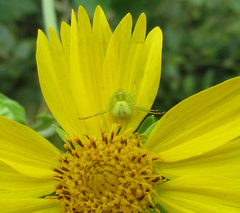 Misumenops rubrodecoratus