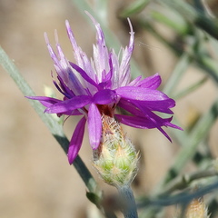 Centaurea stoebe australis