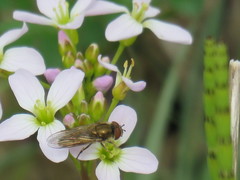 Platycheirus manicatus