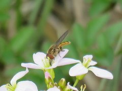 Platycheirus manicatus