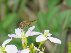 Platycheirus manicatus