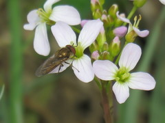Platycheirus manicatus