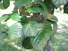 Polyscias guilfoylei