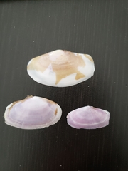 Hiatula rosea
