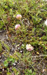 Armeria maritima sibirica