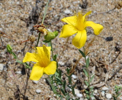 Hypericum olympicum