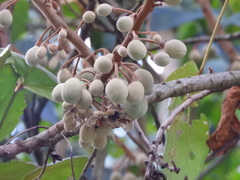 Hampea