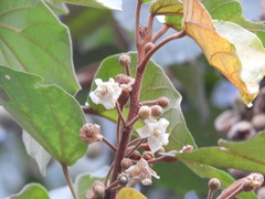Hampea