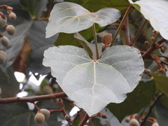Hampea