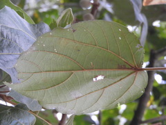 Hampea