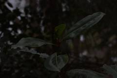 Rhododendron
