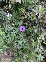 Ipomoea cairica