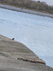 Alcedo atthis