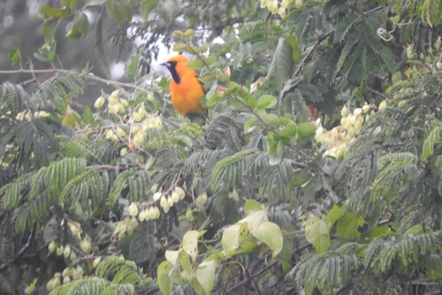 Orange Oriole (Icterus auratus), photo 9