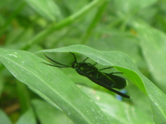 Uranophora terminalis