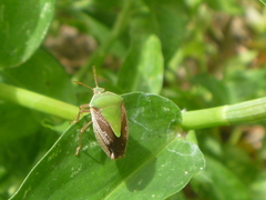 Pentatomidae
