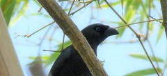 Crypsirina temia