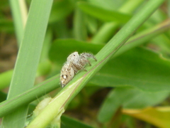 Habronattus paratus