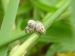 Habronattus paratus