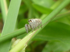Habronattus paratus