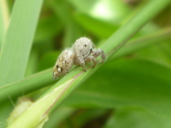 Habronattus paratus