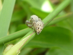 Habronattus paratus