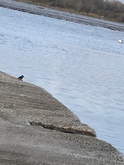 Alcedo atthis