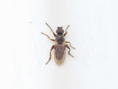 Ischiolepta