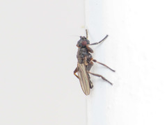 Ischiolepta