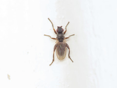 Ischiolepta
