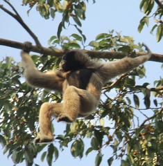 Hylobates pileatus