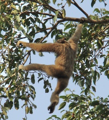 Hylobates pileatus