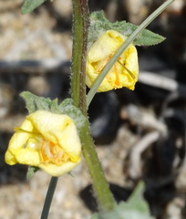 Verbascum pinnatifidum