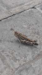 Rhammatocerus pictus