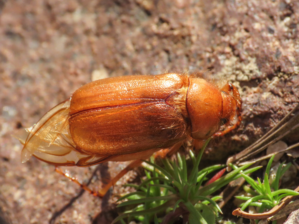 Firminus ciliatus