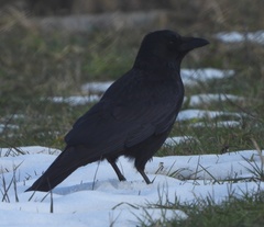 Corvus corone