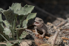 Phrynosoma douglasii