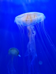Cnidaria