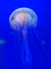 Cnidaria