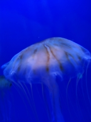 Cnidaria