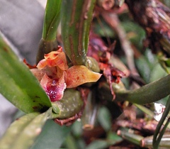Maxillaria subulata