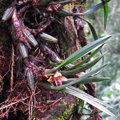Maxillaria subulata